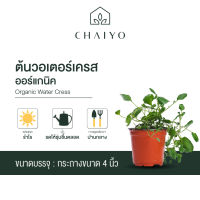 ต้นวอเตอร์เครส ออร์แกนิค WATER CRESS กระถาง 4 นิ้ว