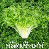 ผักสลัดฝรั่งเศส?ถูกที่สุด10บ.?50 เมล็ด ?เมล็ดพันธุ์แท้ นำเข้าจากต่างประเทศ ?ปลูกง่าย ?รสชาติดี