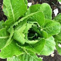 สลัดคอส เมล็ดผักสลัด Parris Island Cos Romaine Lettuce Seed