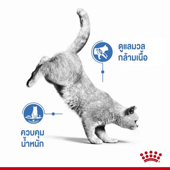 royalcanin-ultra-light-jelly-85gx12-ซอง-อาหารเปียกสำหรับแมวลดน้ำหนัก