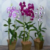 30 เมล็ดพันธุ์ Bonsai เมล็ดกล้วยไม้ กล้วยไม้สกุลหวาย (Dendrobium) Orchid flower Seed อัตราการงอกของเมล็ด 80-85%