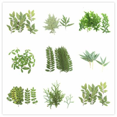 【CC】 60pcs Pressed Dried Leaves Herbarium Jewelry Postcard Invitation Card Lots of Pick