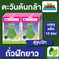 ผักซอง ตะวันต้นกล้า SP เมล็ดพันธุ์ พันธุ์ผัก ถั่วฝักยาว สุขุมวิท บรรจุแพ็คล่ะ 10 ซอง ราคา 64 บาท