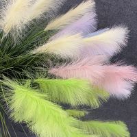 【cw】 5Heads Decoration Pampas Tail Dried Flowers for Wedding Typha Lagurus