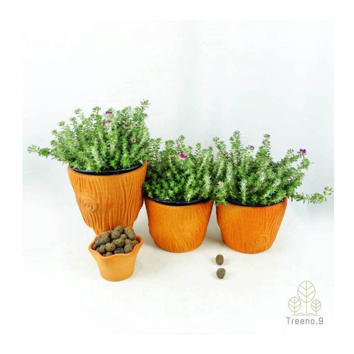 โปรโมชั่น-t323-ปอร์ตูก้า-หรือ-แพรบลาซิล-portulaca-werdermannii-กระถาง-8-นิ้ว-สูง-20-25-cm-ไม้ดอกสีสดสวย-พุ่มเล็ก-ราคาดี-ต้นไม้-ฟอก-อากาศ-กระถาง-ต้นไม้-ไม้-ประดับ-ต้นไม้-ปลูก-ใน-บ้าน