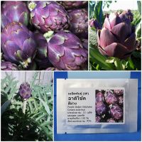 เมล็ดพันธุ์ อาติโช้ค สีม่วง Purple Italian Artichoke Seed 15 เมล็ด คุณภาพดี ราคาถูก ของแท้