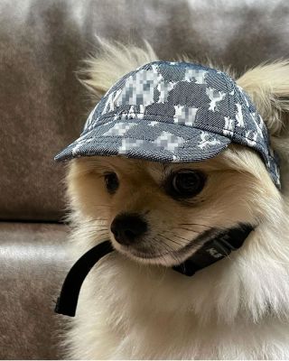 （HOT) พร้อมส่ง รุ่นแสง รุ่นปัก สไตล์เกาหลี INS21 หมวกสัตว์เลี้ยงแบบใหม่หมวกกันแดดสุนัขแมวและแมว LA หมวกเบสบอล
