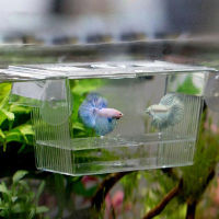 WANGHU ตู้ปลาปลา guppy คู่ผสมพันธุ์ breeder ใกล้กับดักกล่องฟักไข่