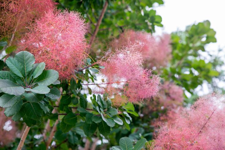 เมล็ดพันธุ์-บอนไซ-สโม๊ค-บุช-cotinus-coggygria-european-smoketree-10-เมล็ด-เมล็ดพันธุ์นำเข้าจาก-อังกฤษ