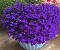 Lobelia emerald butterfly flower potted hanging balcony garden planting 200pcs/pack