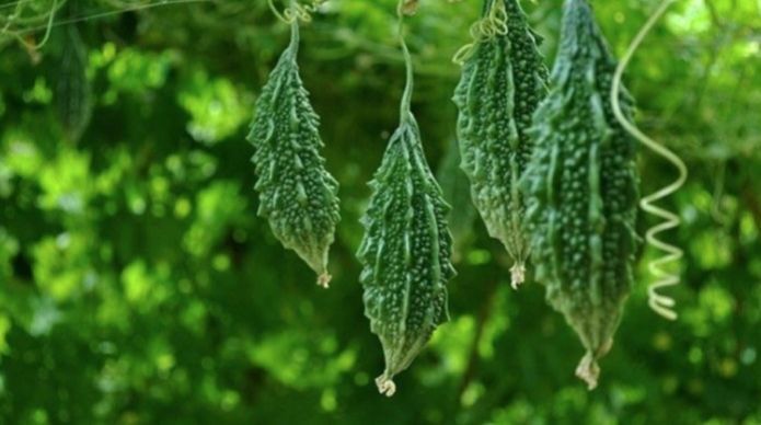 มะระขี้นกลูกเล็ก-มะระขี้นก-เมล็ดพันธุ์มะระขี้นก-small-bitter-gourd-seeds-บรรจุ-3เมล็ด