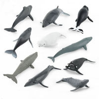 จำลองทะเล Sea Life ปลาวาฬ Figurines Beluga หลังค่อมปลาวาฬแอ็คชั่นมหาสมุทรสัตว์รุ่นเครื่องประดับของเล่น【cod】