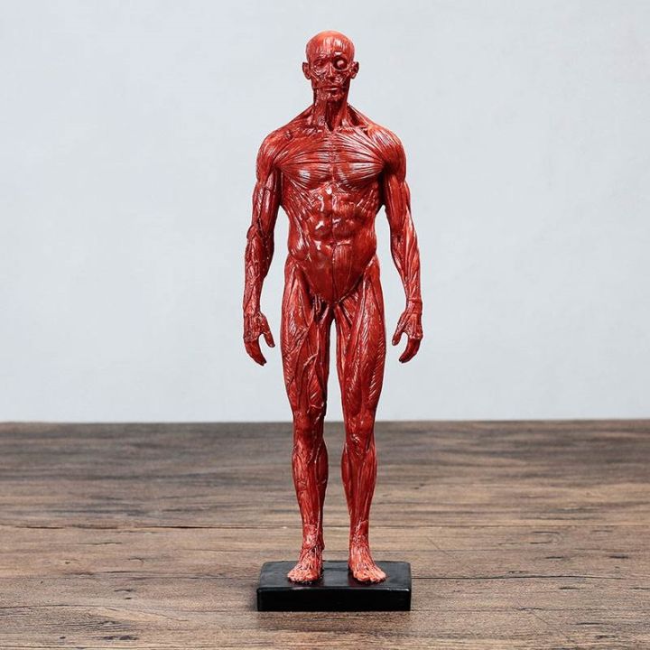 human-skeletal-muscle-model-cg-painting-art-copy-reference-biaoban-anatomy-sculpture-simulation-model-of-the-human-body