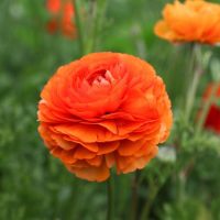 50 เมล็ดพันธุ์ เมล็ด เมล็ดพันธุ์ buttercup ดอกบัตเตอร์คัพ (Ranunculus) Seeds อัตราการงอก 80-85%