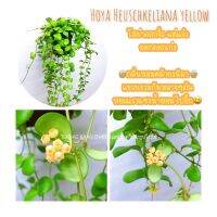 ..สินค้าโปร Hoya Heuschkeliana โฮย่าลูกเต๋าเหลือง กลิ่นหอมวนิลา ราคาถูก ลูกเต๋า ลูกเต๋าไฮโล ลูกเต๋าน้ำเต้า ของเล่น