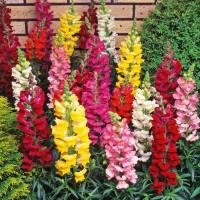 Mixed Snapdragon Flowe (1000seeds)ดอกสแนปดราก้อน คละสี(1000เมล็ด)