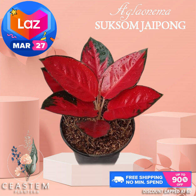 BIG Aglaonema Suksom Jaipong | Lazada PH