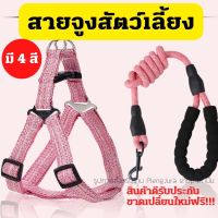 สายรัดอก สายรัดสุนัข ปลอกคอสัตว์เลี้ยง ปลอกคอแมว เชือกจูงแมว สายจูง สายจูงสุนัข ปลอกคอสุนัข