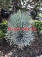 จันผาใบฟ้า Yucca rostrata กระถาง 3"