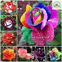 เมล็ดพันธุ์ กุหลาบหลากสี Colorful Rose Flower Seeds ต้นดอกไม้สวยๆเมล็ดดอกไม้ พันธุ์ดอกไม้ ต้นไม้ประดับ ต้นไม้มงคล ต้นไม้ฟอกอากาศ ดอกไม้จริง บอนสี ต้นกุหลาบ ของแต่งสวน เมล็ดพันธุ์แท้ 100% ปลูกง่าย ปลูกได้ทั่วไทย (แต่ละแพ็คมี 100 เมล็ด - Seeds for planting)