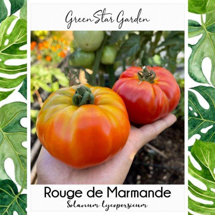 50 Seeds (buy 2 get 1 free) Rouge De Marmande Tomato for Sale Easy To
