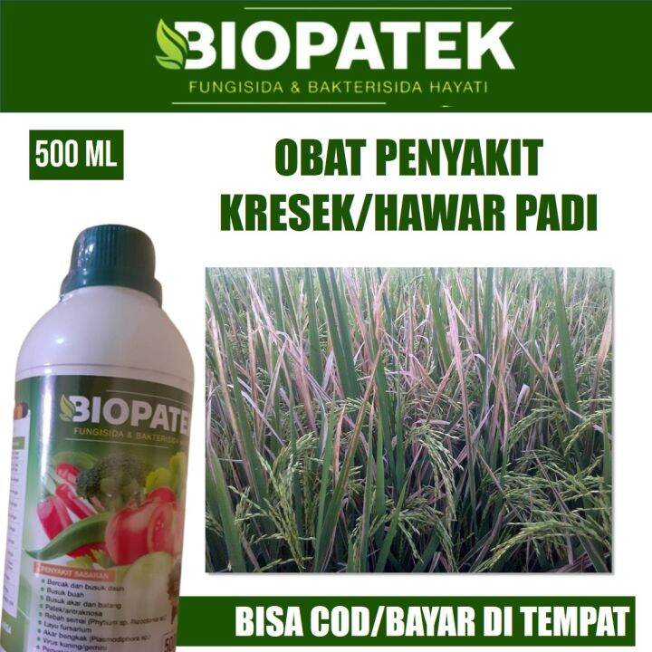 500 ML BIOPATEK Fungisida Hama Kresek Padi Obat Hama Kresek Padi Sawah Paling Ampuh Obat