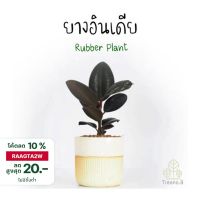 HOT** T1 ยางอินเดีย (แบบมีตัวเลือก) เพาะเมล็ด กระถาง 3.5 - 8 นิ้ว (Rubber Plant) ต้นสวย ใบเงาทุกใบ ไม้ใหญ่ฟอกอากาศ ส่งด่วน พรรณ ไม้ น้ำ พรรณ ไม้ ทุก ชนิด พรรณ ไม้ น้ำ สวยงาม พรรณ ไม้ มงคล