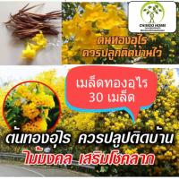 เมล็ดพันธุ์ทองอุไร 30 เมล็ด เมล็ดทองอุไร ต้นทองอุไร