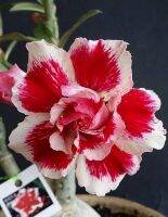 4 เมล็ด เมล็ดพันธุ์ ชวนชม สายพันธุ์ Antoinette สีแดง ออกดอกทั้งปี กุหลาบทะเลทราย Desert Rose Adenium Flower Seeds ราชินีบอนไซ อัตราการงอก 80-90%