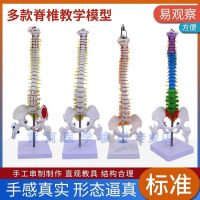 Medical human spinal model bonesetting skill teaching practice 45 cm spinal disc attached neural model