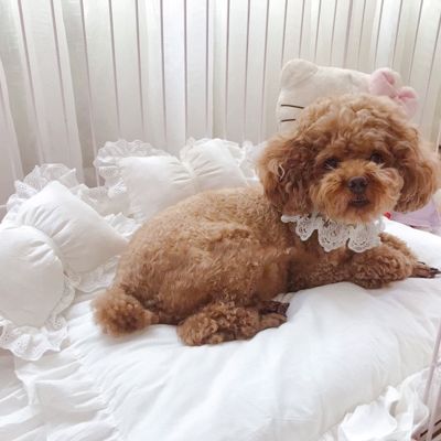 [pets baby] ที่นอนสุนัขสุนัขขนาดกลาง