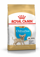 Royal petshop Chihuahua Puppy ลูกสุนัขพันธุ์ชิวาว่า อายุต่ำกว่า8เดือน ขนาด 1.5kg.