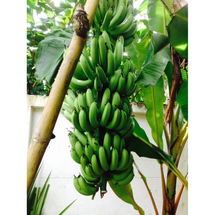 หน่อกล้วยหอมเขียว-พันธุ์เกษตร-ต้นเตี้ย-1-หน่อ-แถมฟรี-มูลไก่อัดเม็ด-1-kg