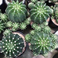 โปรดีล คุ้มค่า อิชินอปซิส Echinopsis กระถาง4 นิ้ว ของพร้อมส่ง พรรณ ไม้ น้ำ พรรณ ไม้ ทุก ชนิด พรรณ ไม้ น้ำ สวยงาม พรรณ ไม้ มงคล