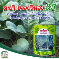 เมล็ดคะน้ายอดไต้หวัน บางบัวทอง35  ขนาด500กรัม เมล็ดพันธุ์ดคะน้ายอด เมล็ดดคะน้ายอด เมล็ดพันธุ์ผัก ตราศรแดง