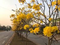 100 เมล็ด พันธ์ดอกเหลืองอินเดีย (Yellow Trumpet Tree)