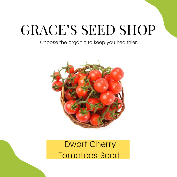 Dwarf Bush Cherry Tomatoes Seeds for Planting Lazada PH