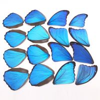 Real butterfly wing specimen DIY material big blue flash butterfly wing painting student manual home decore