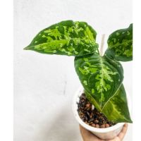 ( โปรสุดคุ้ม... ) Aglaonema pictum tricolor เสือพรานสามสี ราคาถูกสุด พรรณ ไม้ น้ำ พรรณ ไม้ ทุก ชนิด พรรณ ไม้ น้ำ สวยงาม พรรณ ไม้ มงคล