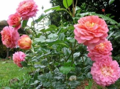 30 เมล็ด เมล็ดพันธุ์ กุหลาบ พันธุ์ Christopher Marlowe Rose Seeds ดอกใหญ่ นำเข้าจากต่างประเทศ พร้อมคู่มือ เมล็ดสด ใหม่