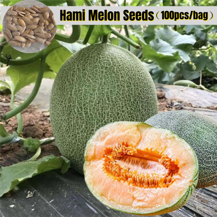 [Easy To Grow In Singapore]Seeds Hami Melon Seeds for Sale Sweet Fruit