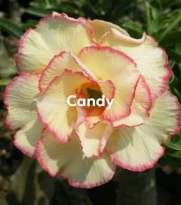 12 เมล็ด เมล็ดพันธุ์ ชวนชม สายพันธุ์ไต้หวัน ดอกสีเหลือง Adenium Seeds กุหลาบทะเลทราย Desert Rose ราชินีบอนไซ อัตรางอก 80-90% มีคู่มือปลูก