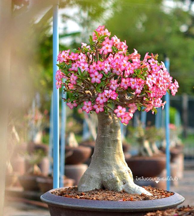 10-เมล็ด-เมล็ดพันธุ์-bonsai-ชวนชม-สายพันธุ์ยักษ์ญี่ปุ่น-สายพันธุ์-คละสี-adenium-seed-กุหลาบทะเลทราย-desert-rose-ราชินีบอนไซ-มีคู่มือปลูก