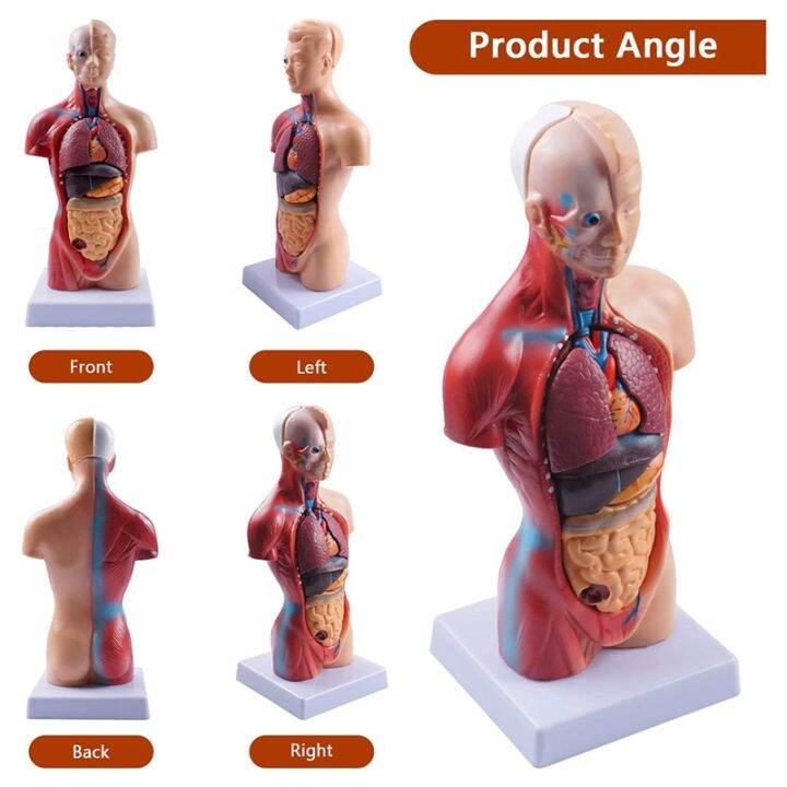 anatomy-anatomical-internal-organs-assembling-model-11-inch-for-student-teaching-study