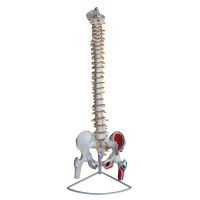 Medical human body skeleton model of human spine skeleton spine specimen G model with large vertebrae FM - 1006