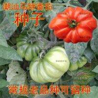 Chaoshan old horseshoe tomato variety vegetable large