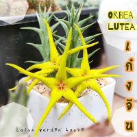 ยอดฮิต  เก๋งจีนปลาดาวสีเหลือง น่ารักมากกกกกกก  orbea lutea พร้อมส่ง 1 กระถาง 1 ต้น ตามรูปนะคะ กระถาง 2 นิ้วจ้า  ขายดี ต้นไม้ ฟอก อากาศ กระถาง ต้นไม้ ไม้ ประดับ ต้นไม้ ปลูก ใน บ้าน