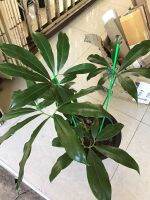 ฟิโลเดนดรอน โกลดิอี้ Philodendron goeldii sp. ไม้ประดับ พร้อมกระถาง 10 นิ้ว