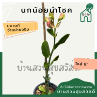 นกน้อยนำโชค กระถาง 6 นิ้ว