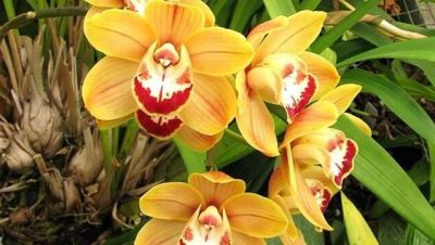 18 เมล็ดพันธุ์ เมล็ดกล้วยไม้ กล้วยไม้ ซิมบิเดียม (Cymbidium Orchids) Orchid flower seeds อัตราการงอกสูง 70-80%